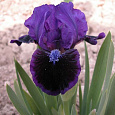 Ирис карликовый Цианея