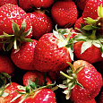Земляника садовая Снежана