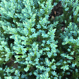 Можжевельник чешуйчатый Little Joanna