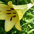 Лилия лонгифлорум Делиана