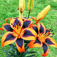 Лилия азиатская Изи Самба