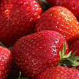 Земляника садовая Флер Земляника садовая Флер