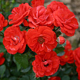 Роза Миниатюрная Orange Meillandina Роза Миниатюрная Orange Meillandina