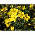 Лапчатка кустарниковая Sommerflor Лапчатка кустарниковая Sommerflor