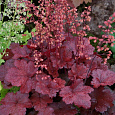 Гейхера гибридная Черри Кола