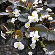 Бегония вечноцветущая бронзоволистная Бада Бум Вайт