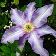 Клематис крупноцветковый Анна Герман