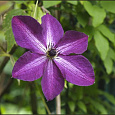 Клематис (Ломонос) гибридный Night Veil