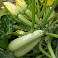 Кабачок Обыкновенный Грибовские