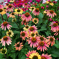 Эхинацея пурпурная Саммер Коктейл Эхинацея пурпурная Саммер Коктейл