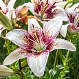 Лилия азиатская Танго Изи Спот Лилия азиатская Танго Изи Спот