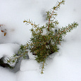 Можжевельник Kalebab