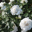 Роза чайно-гибридная Аннапурна (Rose Annapurna) Роза чайно-гибридная Аннапурна (Rose Annapurna)
