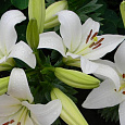 Лилия ЛА-гибрид Арахон Лилия ЛА-гибрид Арахон