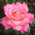Роза чайно-гибридная Пинк Пис