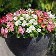 Бегония вечноцветущая зеленолистная Спринт Плюс Макси Микс