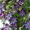 Клематис (Ломонос) гибридный Night Veil
