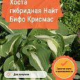 Хоста гибридная Найт Бифо Крисмас Хоста гибридная Найт Бифо Крисмас