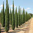 Кипарис Пирамидальный Кипарис Пирамидальный