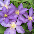 Клематис крупноцветковый Анна Герман