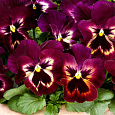 Виола крупноцветковая Маммот Сангрия пунш
