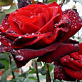 Роза чайно-гибридная Баркарола (Rose Barkarole) Роза чайно-гибридная Баркарола (Rose Barkarole)
