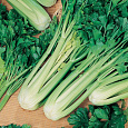 Сельдерей черешковый Юта