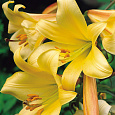 Лилия Golden Splendour