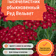 Тысячелистник обыкновенный Ред Вельвет