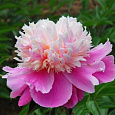 Пион травянистый Ивнинг Дрим Пион травянистый Ивнинг Дрим