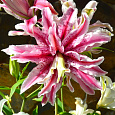 Лилия Magic Star Лилия Magic Star