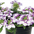 Вербена ампельная Обсешн Каскад Виолет Твистер