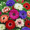 Анемона корончатая Сент Бриджид смесь окрасок