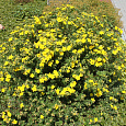 Лапчатка кустарниковая Sommerflor Лапчатка кустарниковая Sommerflor