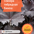Гейхера гибридная Бинош