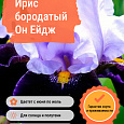Ирис бородатый Он Ейдж
