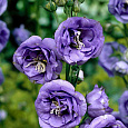 Колокольчик (Кампанула) персиколистный La Belle Blue