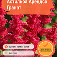 Астильба Арендса Гранат
