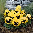 Виола крупноцветковая Колоссус Еллоу виз Блотч