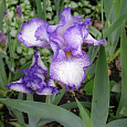 Ирис германский Autumn  Circus