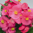 Бегония вечноцветущая зеленолистная Спринт Плюс Роуз