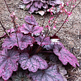 Гейхера гибридная Миднайт Байу