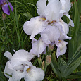 Ирис бородатый Инглиш Коттедж