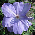 Клематис крупноцветковый Миссис Холмонделей