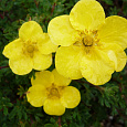 Лапчатка кустарниковая Sommerflor Лапчатка кустарниковая Sommerflor