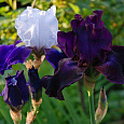 Ирис бородатый Найт Эдишн