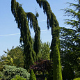 Секвойядендрон гигантский Pendulum 