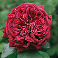 Роза Кустовая The Prince Роза Кустовая The Prince