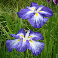 Ирис японский Сентэ ов Интерест