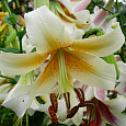 Лилия ОТ-гибрид Мистер Фисташ